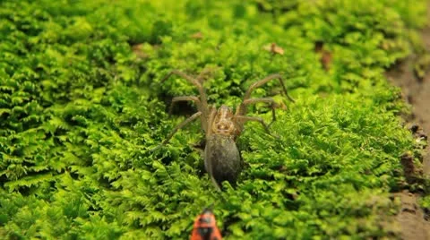 Macro Dangerous Spider and a Red Beetle Bug, Close-Up, Araneae, Arthropods Vídeo Stock 9541595