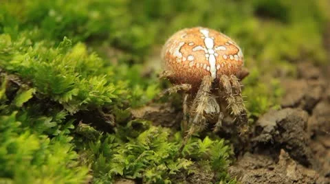 Macro Dangerous Spider on the grass, Close-Up, Araneae, Arthropods, Venom Stock Footage 8861333