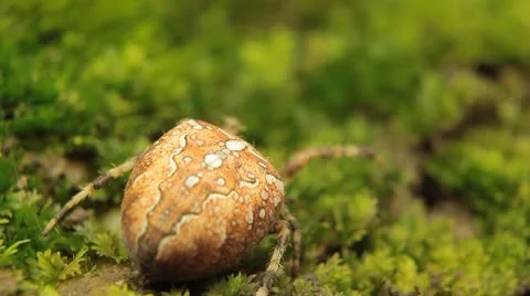 Macro Dangerous Spider on the grass, Close-Up, Araneae, Arthropods, Venom 库存影片 8861395