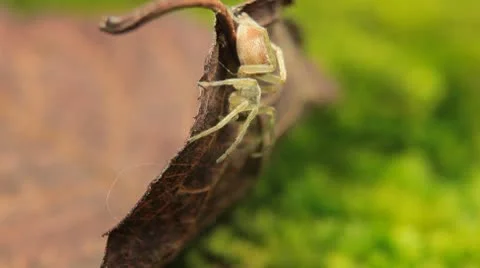 Macro Dangerous Spider on a Leaf, Close-Up, Araneae, Arthropods, Venom Vidéo 8861317