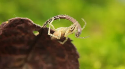 Macro Dangerous Spider on a Leaf, Close-Up, Araneae, Arthropods, Venom Stock Footage 8895767