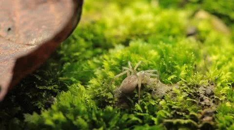 Macro Dangerous Spider on a Leaf, Close-Up, Araneae, Arthropods, Venom Stock-Footage 8895829