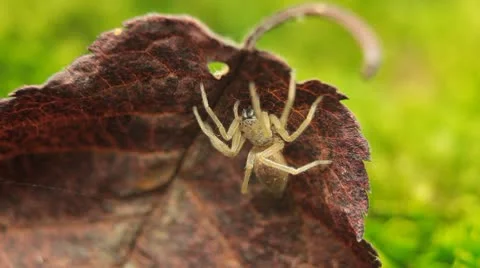 Macro Dangerous Spider on a Leaf, Close-Up, Araneae, Arthropods, Venom 库存影片 8895885