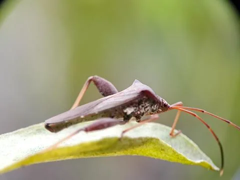 Macro of a dark brown Stink Bug Nymph with prominent shoulder spines and lo.. Stock Photos
