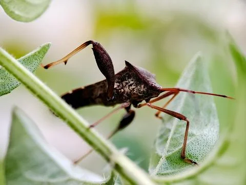 Macro of a dark brown Stink Bug Nymph with prominent shoulder spines and lo.. Stock Photos