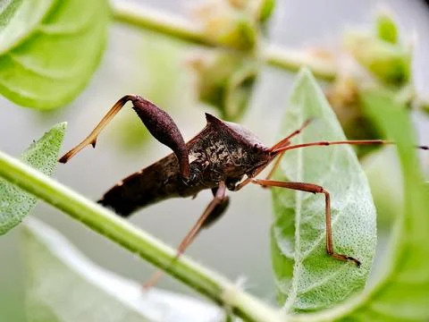 Macro of a dark brown Stink Bug Nymph with prominent shoulder spines and lo.. Stock Photos