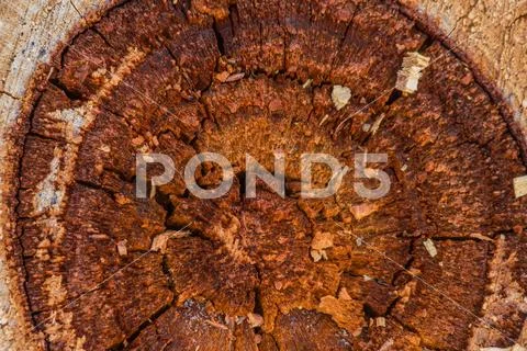 Macro of the darker rings of a tree Stock Photos