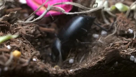 Macro darkling beetle digging to lay eggs Stock Footage 139074171