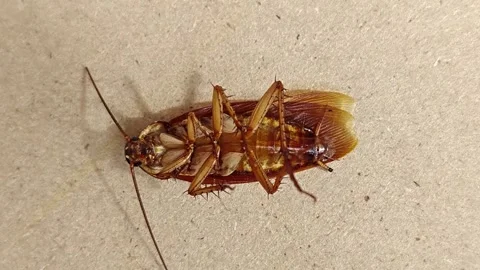 Macro of Dead Cockroach Lying Upside Down on Brown Surface Stock Footage 330980166