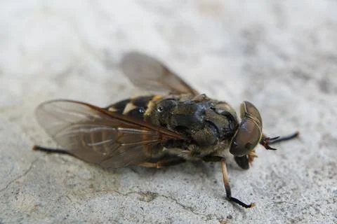 Macro of dead flies or fly insect. Dead fly in macro with Big brown eyes Photos