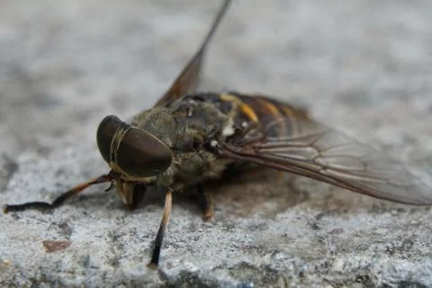 Macro of dead flies or fly insect. Dead fly in macro with Big brown eyes 写真素材