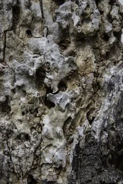 Macro of decaying tree bark featuring deep skeletal textures Stock Photos