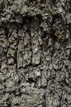 Macro of decaying tree bark featuring deep skeletal textures Stock Photos