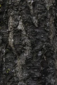 Macro of decaying tree bark featuring deep skeletal textures Stock Photos