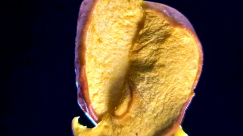 Macro of dehydrated Pyrus communis fruit slice. Bright Texture of Dried Pear Stock Footage 332857475
