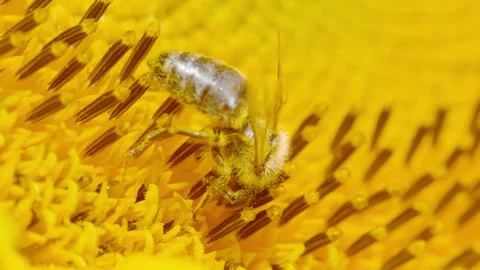 MACRO: A delicate honey bee is collecting pollen off a sunflower yellow petals. Stock Footage 268769603