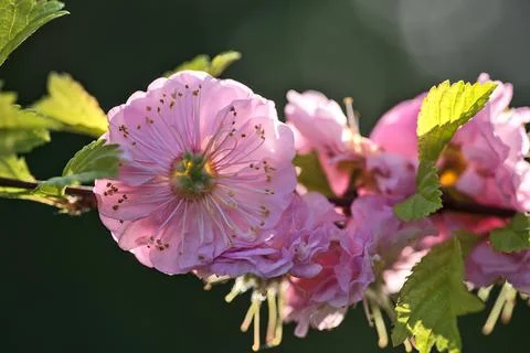Macro of delicate spring almond tree (Prunus triloba Multiplex) pink blossoms Stock Photos