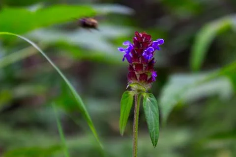Macro of a delicate wildflower Stock Photos