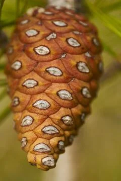 Macro detail of a closed pinecone of an Aleppo pine (Pinus halepensis) Stock Photos