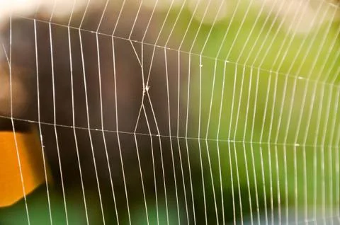 Macro detail of the complexity of a spider web Stock Photos