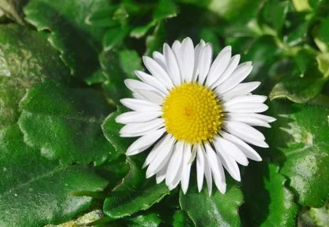 Macro detail of daisy Stock Photos