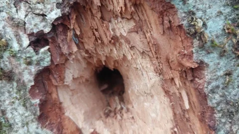 Macro detail of a deep hole in tree bark made by a woodpecker Stock Footage 333641548