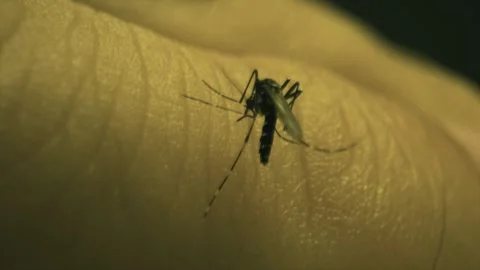Macro detail of a dengue mosquito biting a persons skin (Aedes aegypti, yellow Stock Footage 295580281