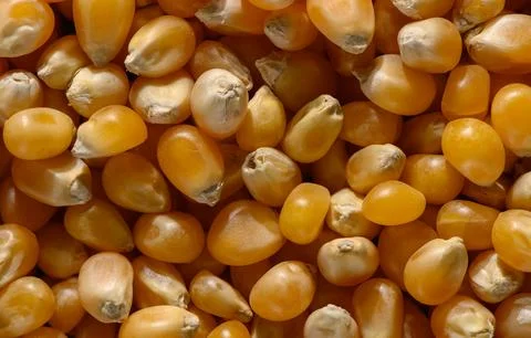 Macro detail of dry corn kernels Stock Photos