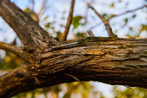 Macro detail of fall tree trunk and bark with golden glow from sun Stock-Fotos