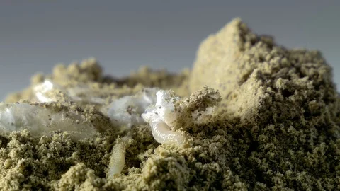 Macro detail of flour worm. Stock Footage 119823812