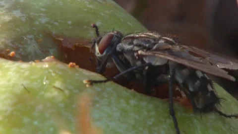 Macro detail of fly feeding on fruit surface Stock Footage 314896465
