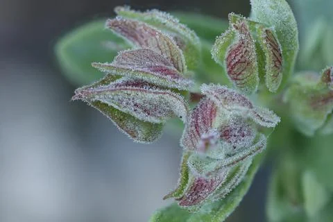 Macro detail with focus stacking on white rockrose buds and dew drops Фото