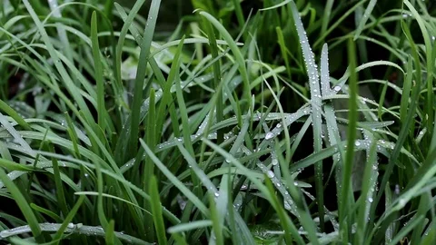 Macro Detail Focused Pan Across Wet Grass Stock Footage 74758976