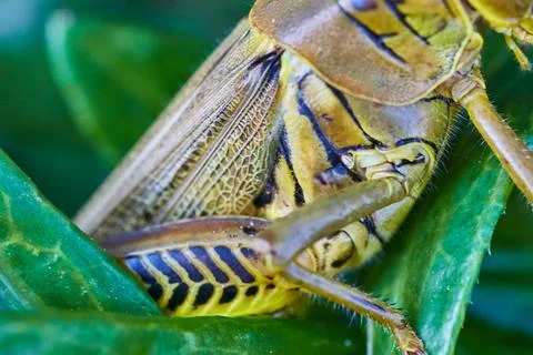 Macro Detail of Grasshopper Torso on Leaf in Natural Habitat Stock Photos