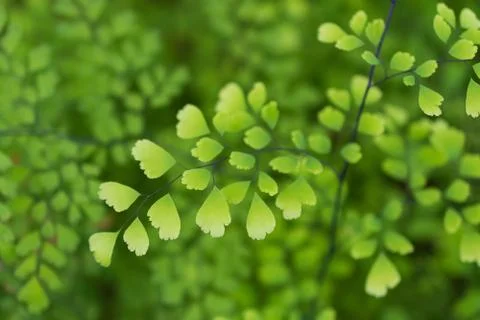 Macro detail of green leafs of a tropical plant Stock Photos