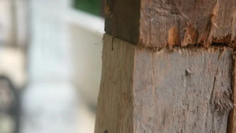 Macro detail of long legged insect on a wooden surface Stock-Footage 327731322