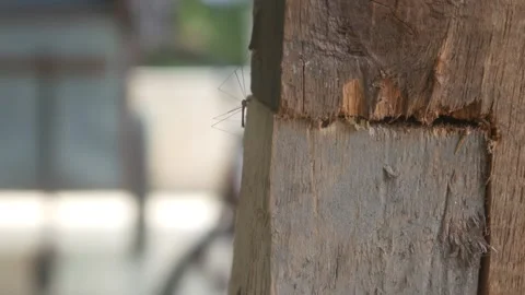 Macro detail of long legged insect on a wooden surface Stock Footage 327731327