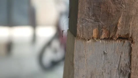 Macro detail of long legged insect on a wooden surface Stock Footage 327731328