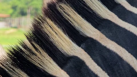 Macro detail pattern of zebra stripes and mane hair. Stock Footage 310344226