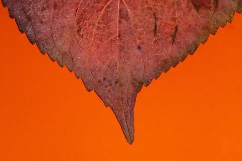 Macro detail of the red leaf of a hydrangea in autumn isolated on orange Stock Photos