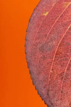 Macro detail of the red leaf of a hydrangea in autumn isolated on orange Stock Photos