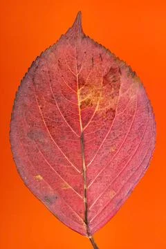 Macro detail of the red leaf of a hydrangea in autumn isolated on orange Stock Photos