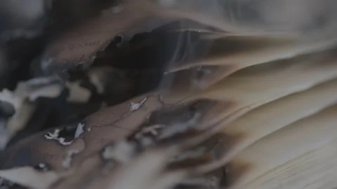 Macro Detail Shot of Charred Edges of Book Pages Stock Footage 218427872