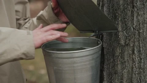 Macro detail shot of maple sugar tap on tree with bucket and lid (4k 24fps)  Stock Footage 237332328