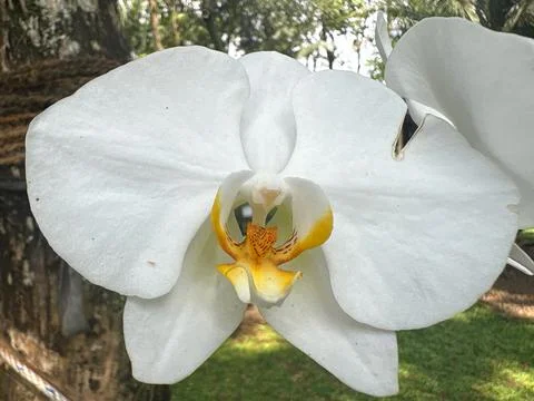 Macro detail of a single pristine white phalaenopsis orchid flower with del.. Stock-Fotos