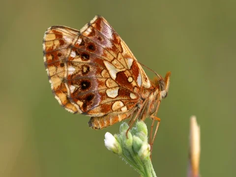 Macro detail of sleeping butterfly Stock Footage 80794783