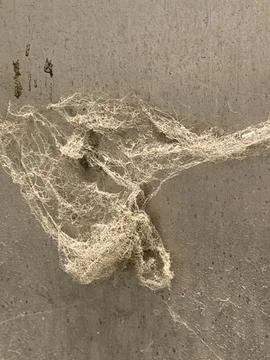 Macro detail of spider web with complex texture 库存照片