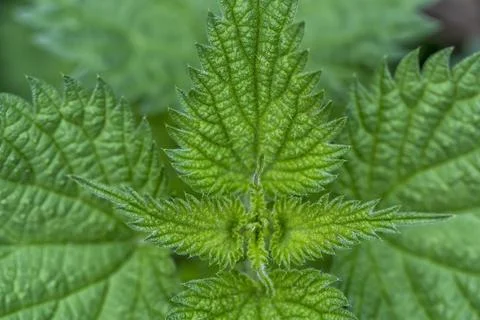 Macro detail of the tip of a nettle Foto stock