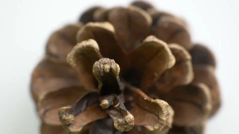 Macro detail top view of a pine cone rotates on a turntable. Video stock 141666972
