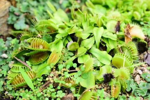 Macro detail of Venus flytrap plant trap and cilia hair trigger 스톡 사진